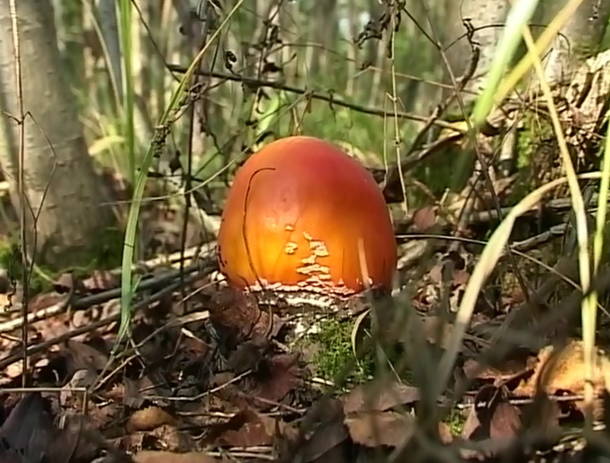 Сезон "тихой охоты": сколько нижегородцев отравились грибами?