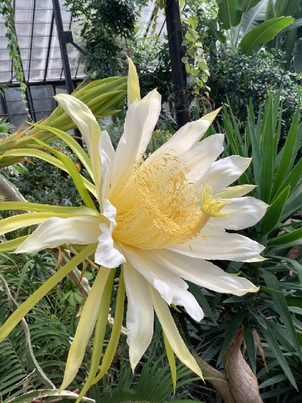 Уникальный кактус расцвел в Ботаническом саду ННГУ