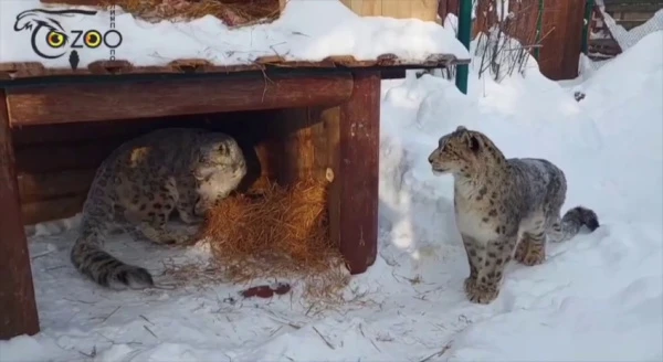 ������� ����� ����� � ������ � ������������� �������� ��������� ���������� ���� ������