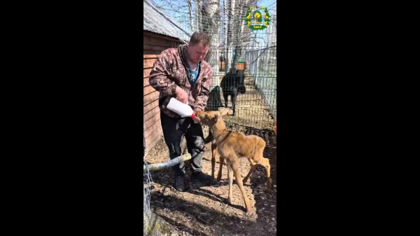 ���� �����, ���������� ��� ����, ������ � ����������� ������