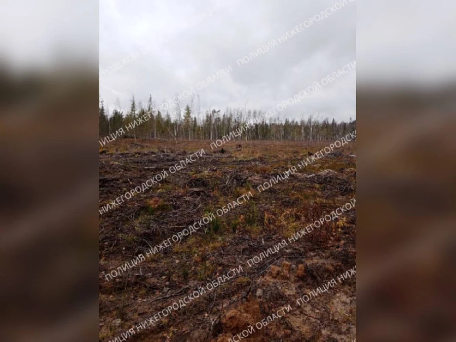 В Нижегородской области бизнесмен незаконно вырубил лес на 20 млн рублей