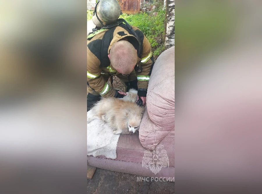 Пожарные спасли двух шпицев из горящей квартиры в Нижегородской области