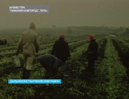 Видеокадры 1979 года: уборка картофеля в Горьковской области