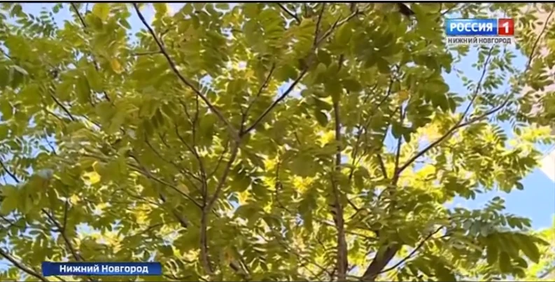 Нижегородские деревья-долгожители могут стать памятниками живой природы всероссийского значения