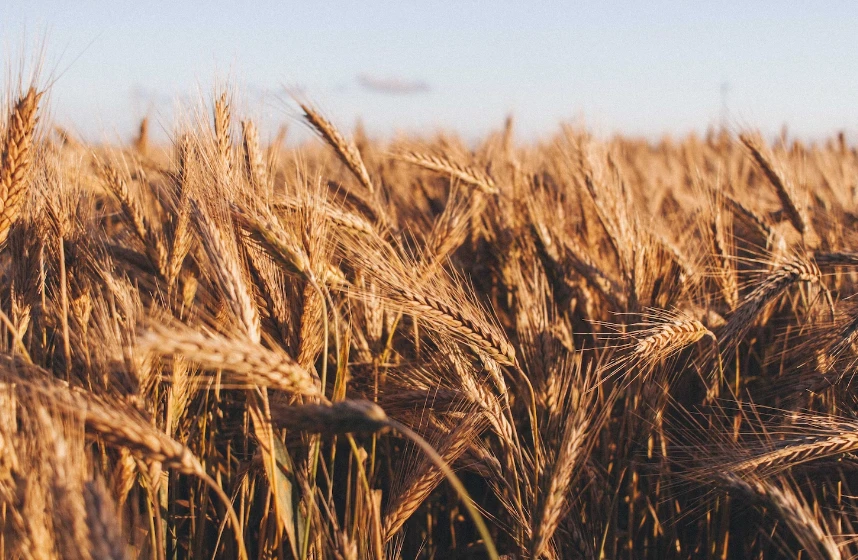 В Нижегородской области собрали рекордные 2 млн тонн зерна
