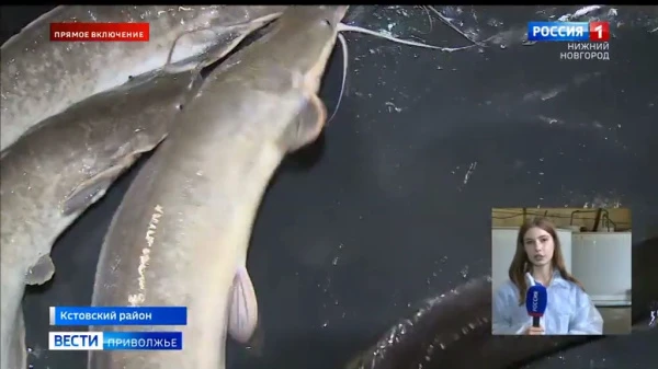 Объемы производства рыбы в Нижегородской области планируют увеличить 