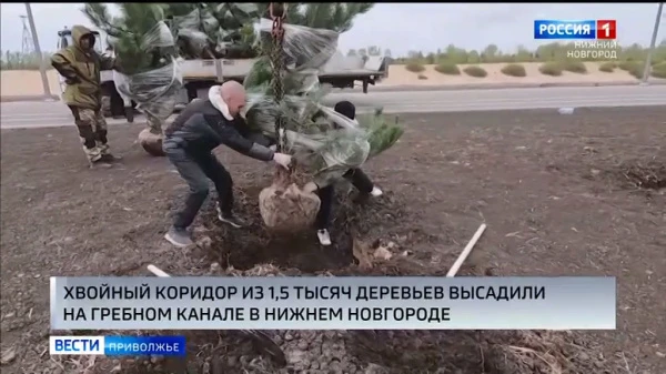 Почти полторы тысячи взрослых деревьев и кустарников высадили на Гребном канале