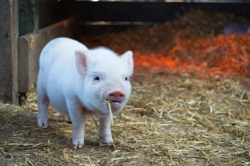 Еще один очаг африканской чумы свиней обнаружили в Нижегородской области