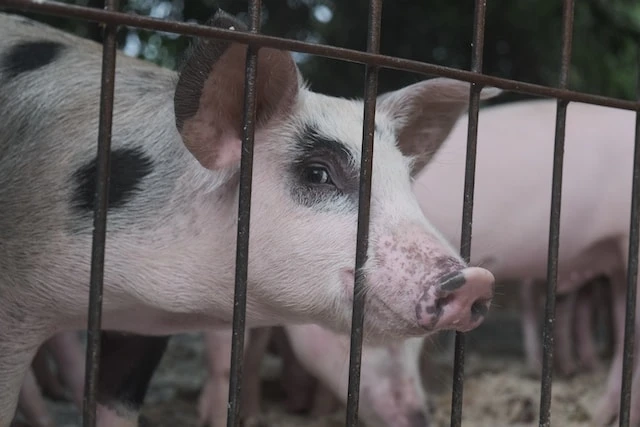 Вирус африканской чумы свиней обнаружен в Семеновском районе Нижегородской области