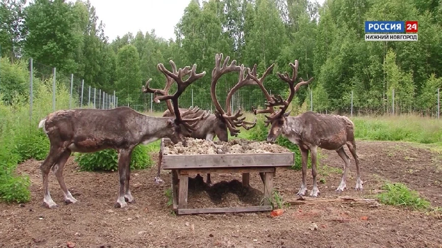 Первый фильм из серии «Лес и человек. За пределами урбанистики»: Животные, обитающие в лесах Нижегородской области