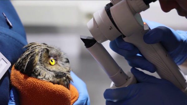 ������, ���� � ���������: ������������� ���� ���� �� ��������