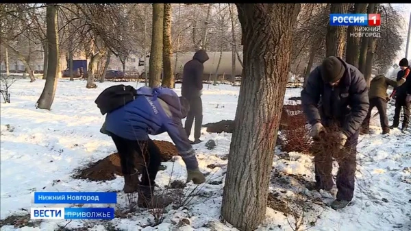 Не замерзнут? В Нижний Новгород пришли морозы и начался активный сезон посадки деревьев