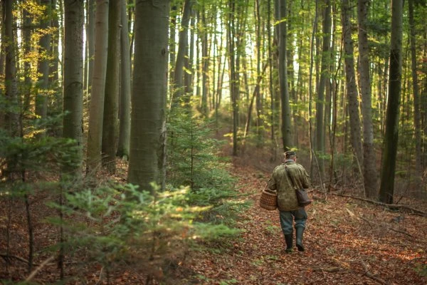 В Нижегородской области нашли 80-летнего грибника, заблудившегося в лесу