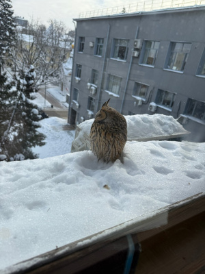 ����������� ������� � ������������� ������ ���������� ������������ ���������