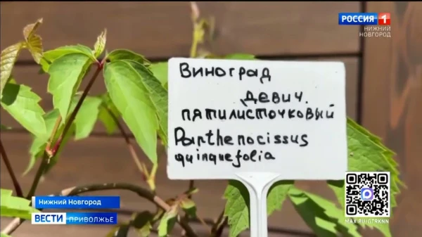 � ������������ �������� ������� ��������� ������� ����������� ������