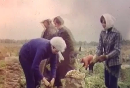 Архив: работа в полях совхоза "Ждановский", сентябрь 1978 года