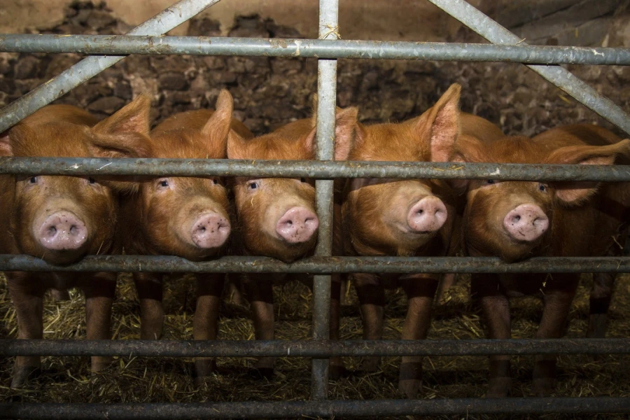 В исправительной колонии Нижегородской области на ферме обнаружен вирус африканской чумы свиней