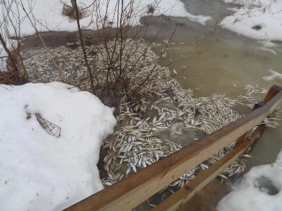 Минэкологии обнаружило массовый замор рыб на озере Светлояр - около 350 особей 