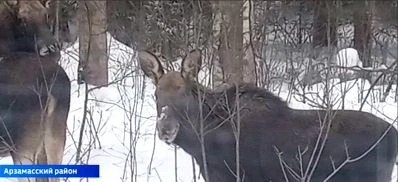 В Нижегородской области с 11 января вводится запрет на охоту на лося 