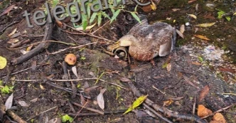 Утки погибли на одном из озер Нижнего Новгорода