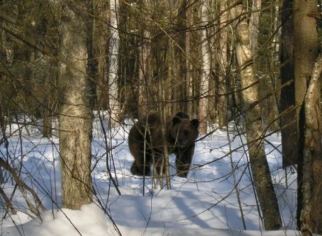 Охота на медведя открылась в Нижегородской области с 21 марта