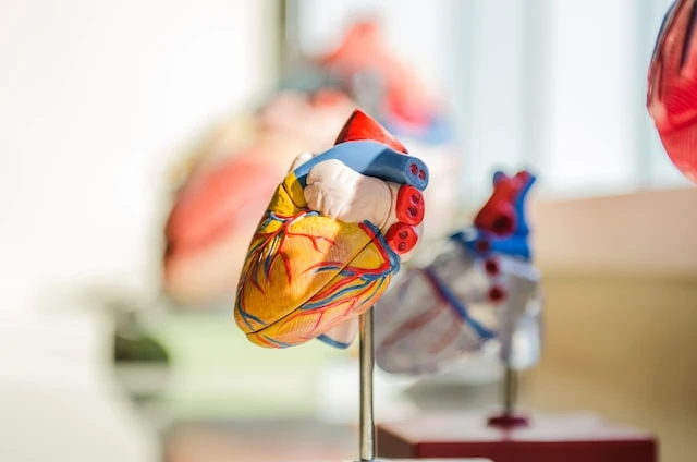 Более 96 тысяч раз обращались нижегородцы к кардиологам по ОМС в 2023 году