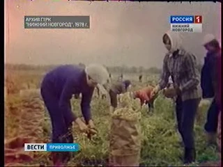 1978 год: сбор моркови в совхозе "Ждановский"