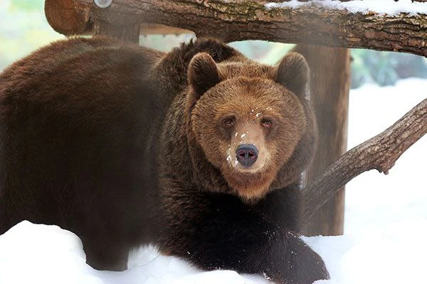 В зоопарке Нижнего Новгорода медведи вышли из спячки