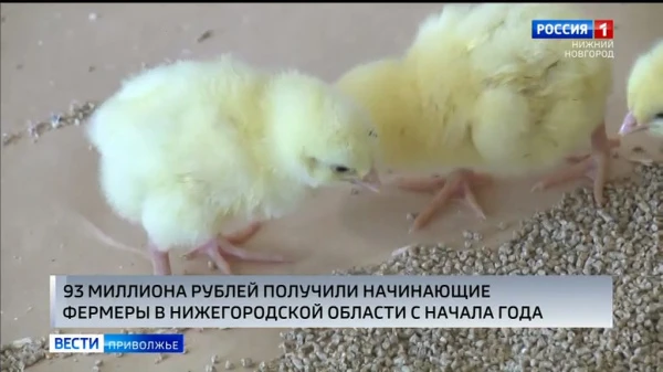 93 миллиона рублей получили начинающие фермеры Нижегородской области с начала этого года