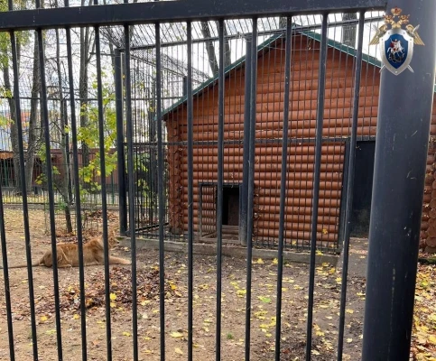 В суд передано дело по факту нападения львицы на работника зоопарка Балахны