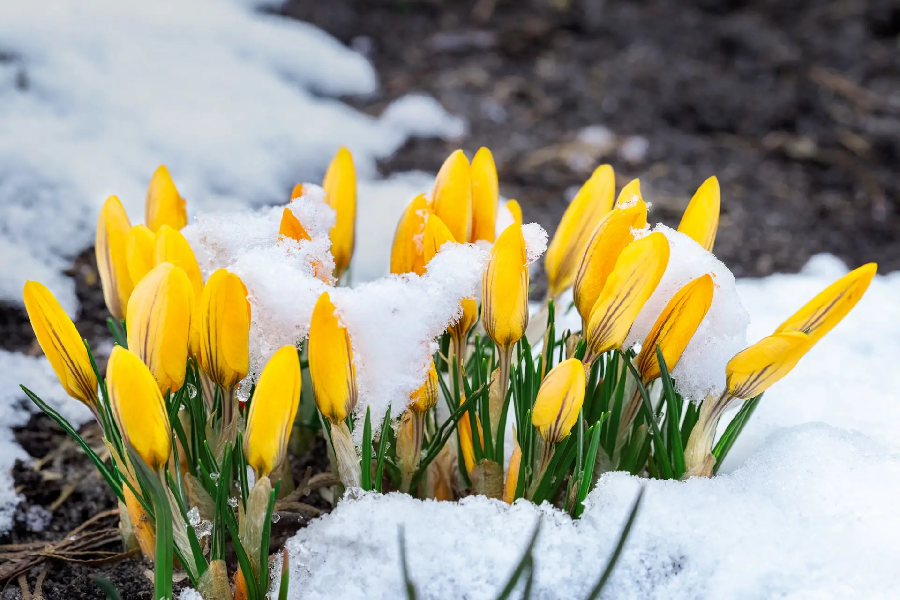 Оттепель в этот день — к ранней и тёплой весне: народные приметы на 15 февраля