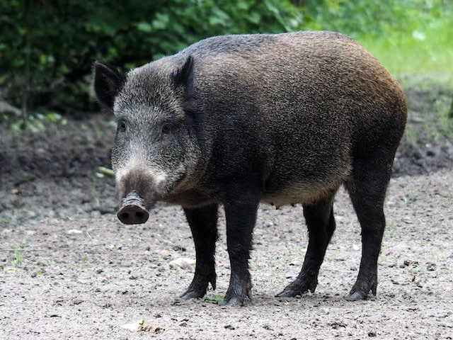 Случай заражения африканской чумой свиней обнаружен в Шарангском районе Нижегородской области