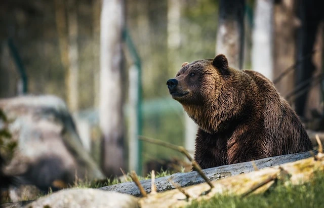Убивший медведя сотрудник нижегородского Минлесхоза уволился по собственному желанию