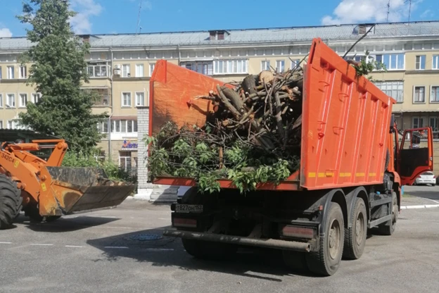 55 аварийных деревьев убраны с территорий детских садов Нижнего Новгорода по предписанию прокуратуры