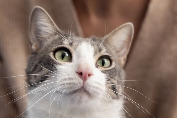 ���������������� ����� ��������������� ������������� ���������� �� ������� ������������ ������������� ���������� ��� ��������