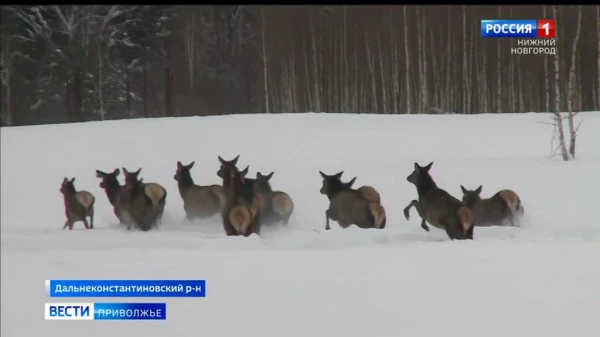 Как проходит перепись диких животных в Нижегородской области