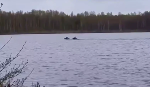 Два лося устроили заплыв на озере в Нижегородской области