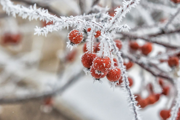 �������� ������������ �� ���� ���� 8 ������