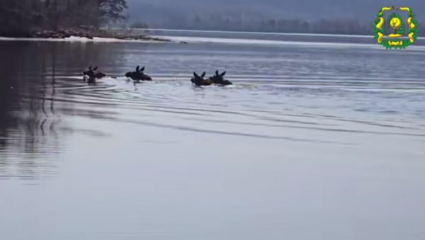 Заплыв нескольких лосей сняли на видео в Нижегородской области