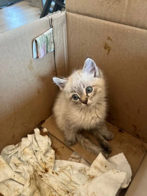 Котенка-инвалида подкинули в приют в Нижнем Новгороде