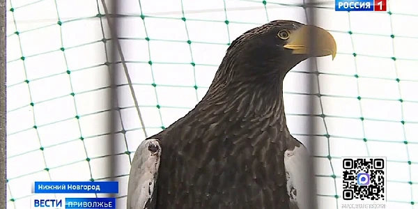 ����������� ������ ������ ����� � ����������� ������ 