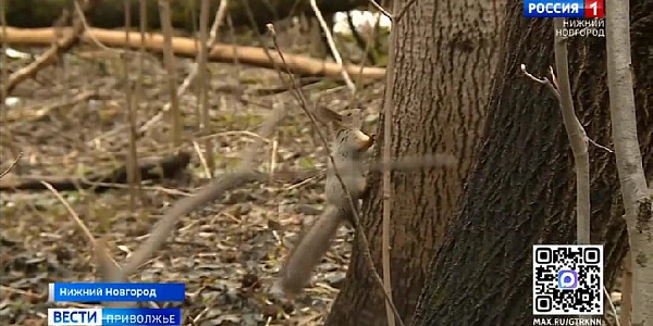 "��������� �����" ������ ������� ����: ������ �������� ������� ����������� �������