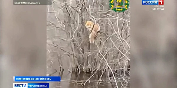 ����, �������� �� �������, ��������� �� ������