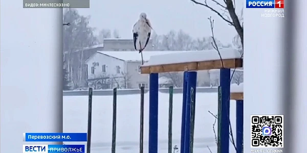 ����������� ����, ���������� �� ������ �������, ������ ������� ������