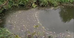 О причинах замора рыбы в селе Водоватово расскажет анализ воды