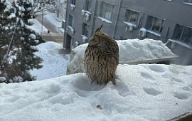 �������