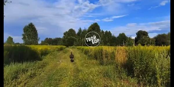 ������ �� ����������