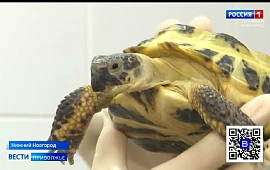 Краснокнижную черепаху Матильду спасли нижегородка Екатерина и ветеринары