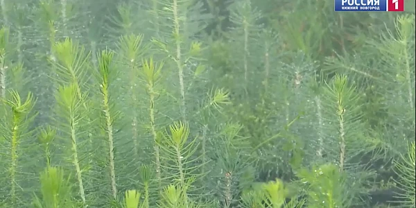 "��� � �������. �� ��������� �����������". ������ ��������������� ������