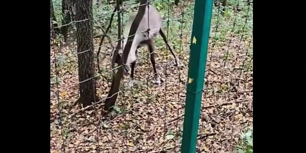 �������� ����� ������ ����� � ����� �� ������� � ������� ����� � ���������� �����������